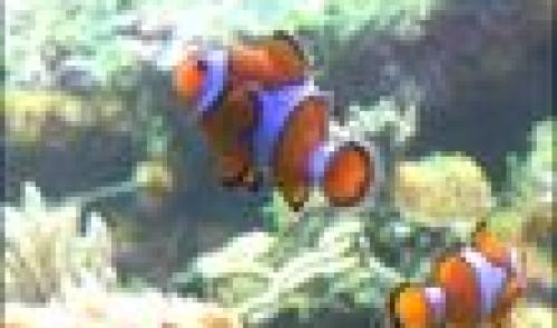 Nocturne d'été à l'aquarium